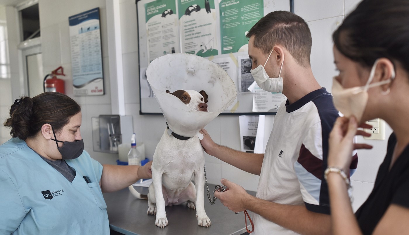 Esta semana habrá vacunación y castración para animales de compañía | Información General