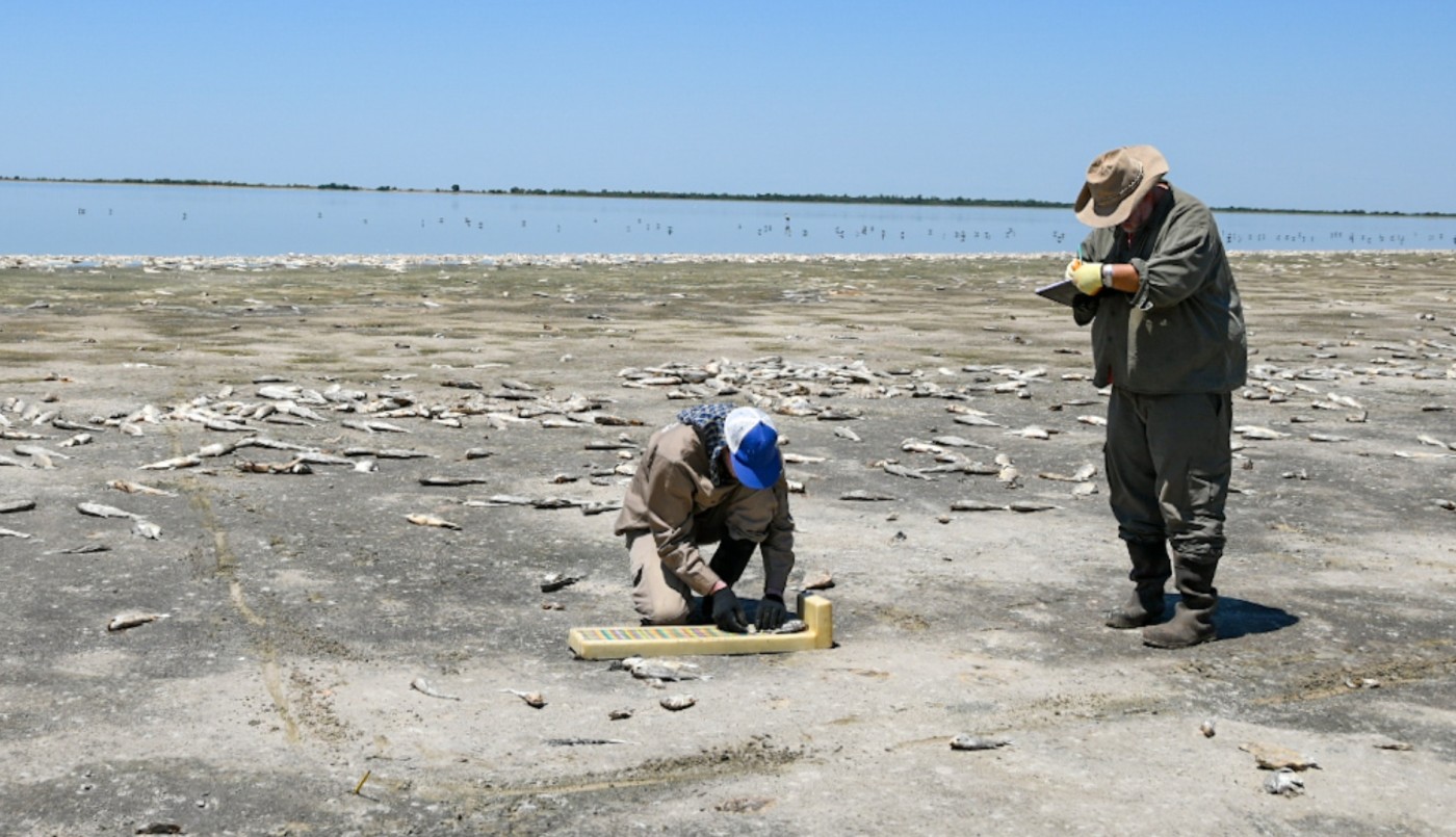 La mortandad de peces en el norte bajo la lupa del Ministerio de Ambiente | Noticias