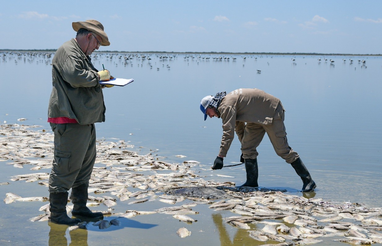 Vera y Pintado: no se van a retirar los peces muertos de la Laguna del Plata | Información General