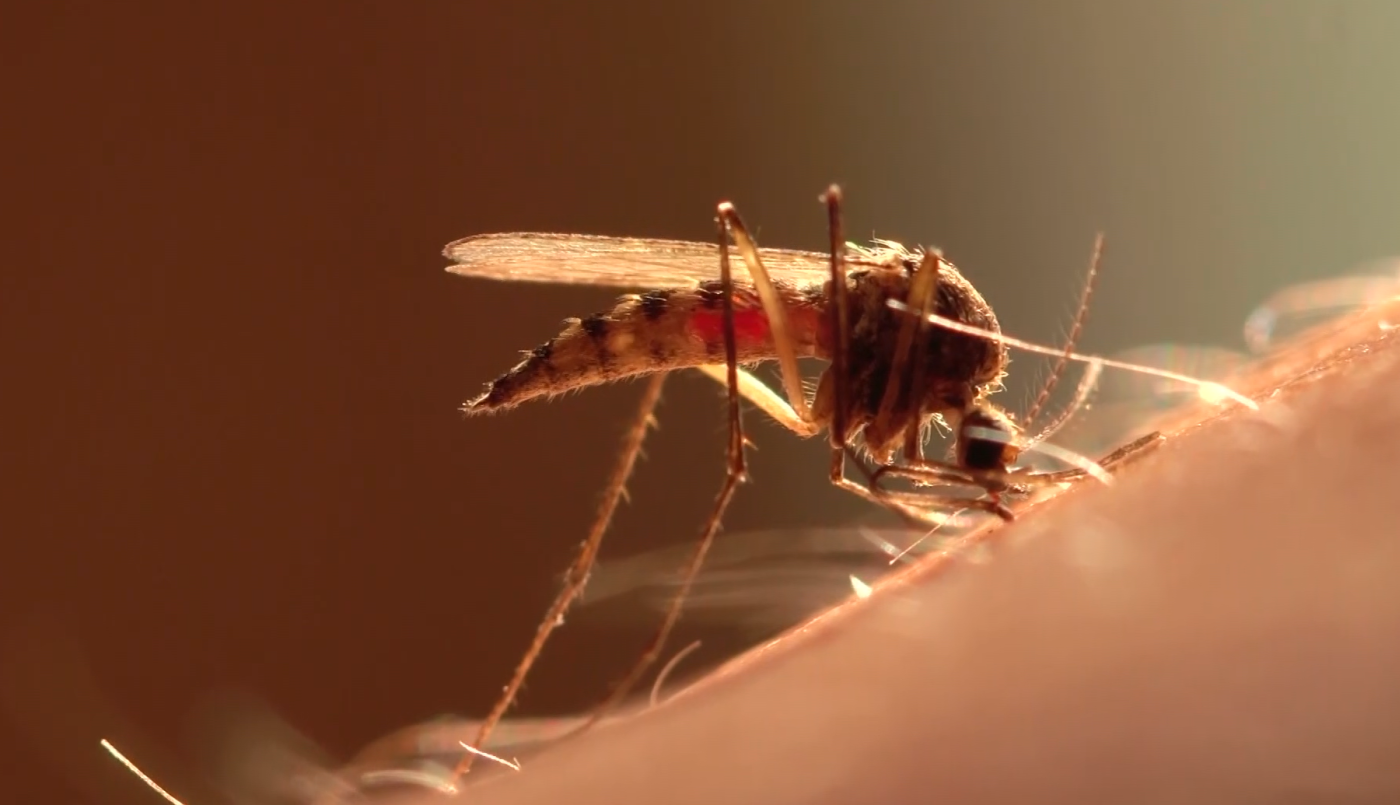 Dengue: 10 casos confirmados en el norte de la provincia | Información General