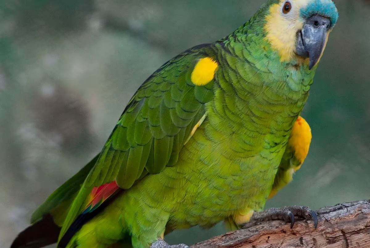 Recuerdan medidas de prevención para evitar contraer psitacosis | Información General