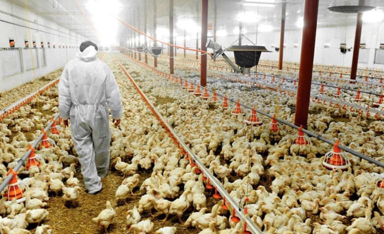 Gripe aviar: qué medidas podrá tomar el SENASA para evitar su propagación | Nacionales