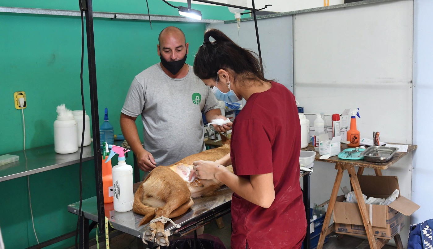 La Municipalidad de Santa Fe concientiza sobre la importancia de las castraciones de animales de compañía | Información General