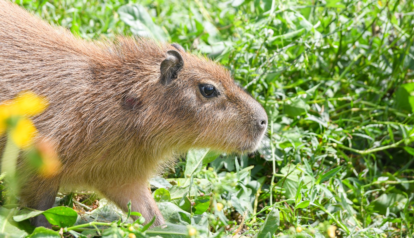 El Ministerio de Ambiente y Cambio Climático liberó a un gato montés, dos zorros grises y tres carpinchos | Noticias