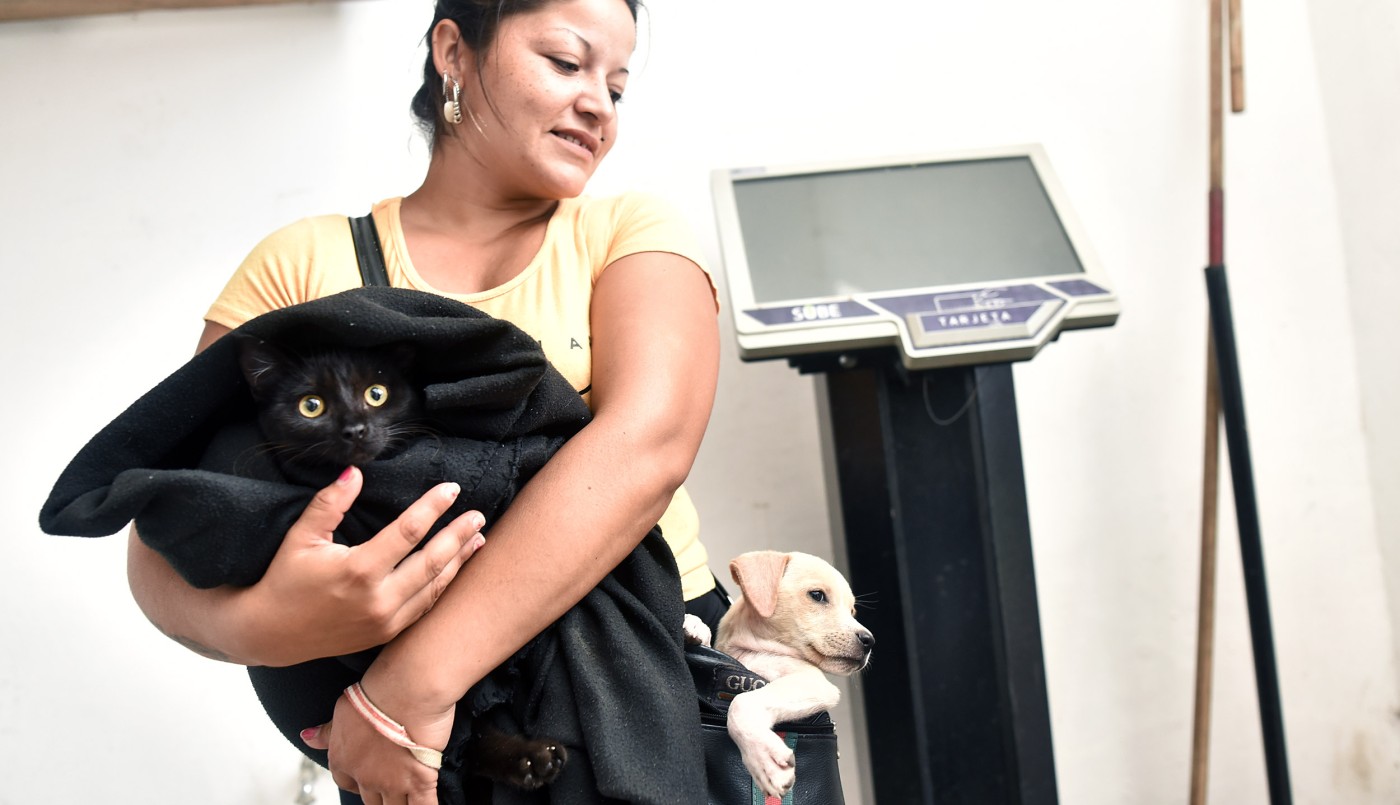 Habrá operativos de castración y vacunación para animales de compañía | Información General