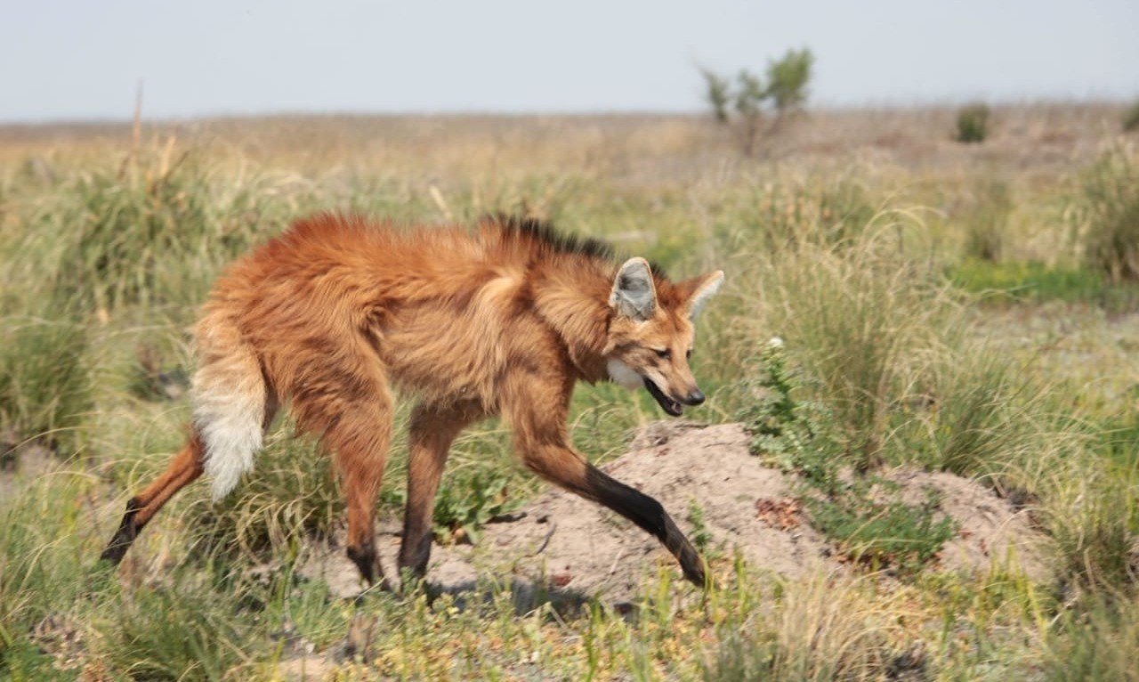 Liberaron dos aguará guazú en una reserva provincial | Información General