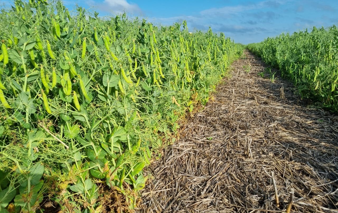 Legumbres: fuerte impulso provincial para incorporar tecnología al sector | Información General