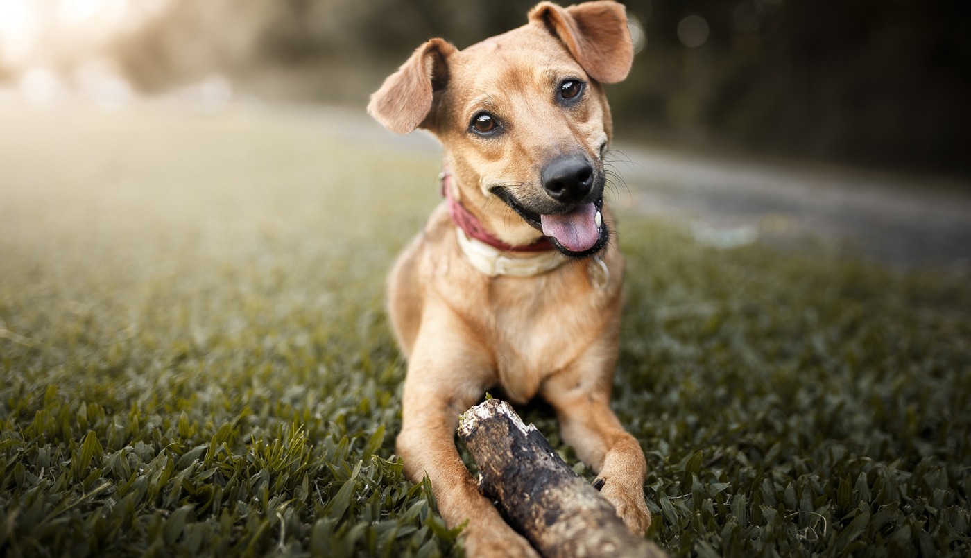 ¿Sabías que hoy se conmemora el Día del Perro? | Información General
