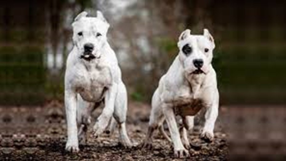 Una adolescente de 15 años murió tras ser atacada por dos perros dogo en Córdoba | Nacionales