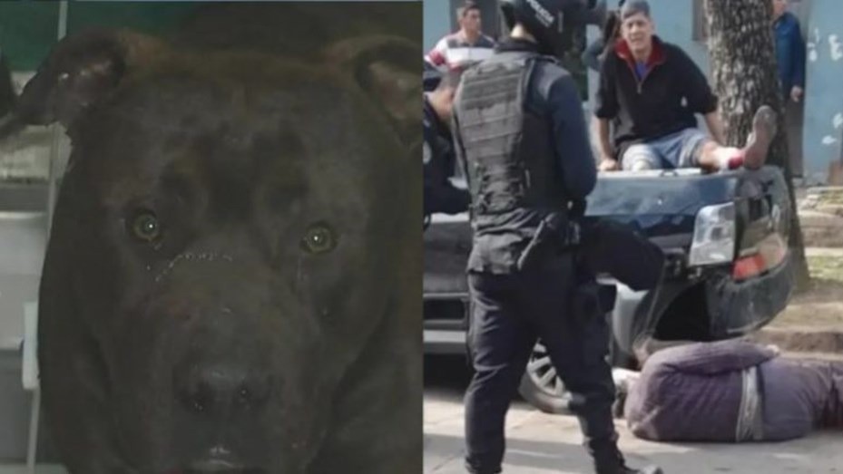 Dieron de alta al pitbull que fue baleado por un policía después de atacar a cinco personas | Nacionales