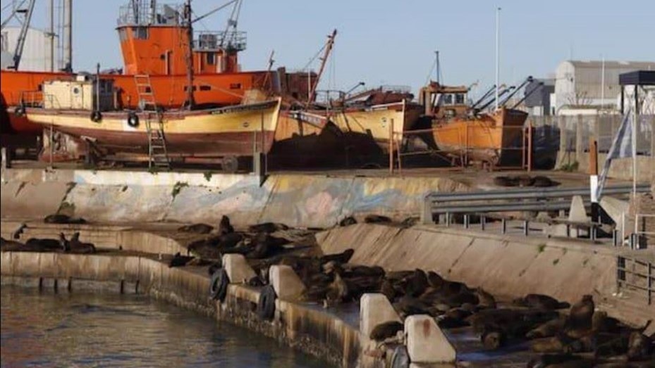 Cerraron la escollera sur en Mar del Plata por casos de gripe aviar en lobos marinos | Nacionales