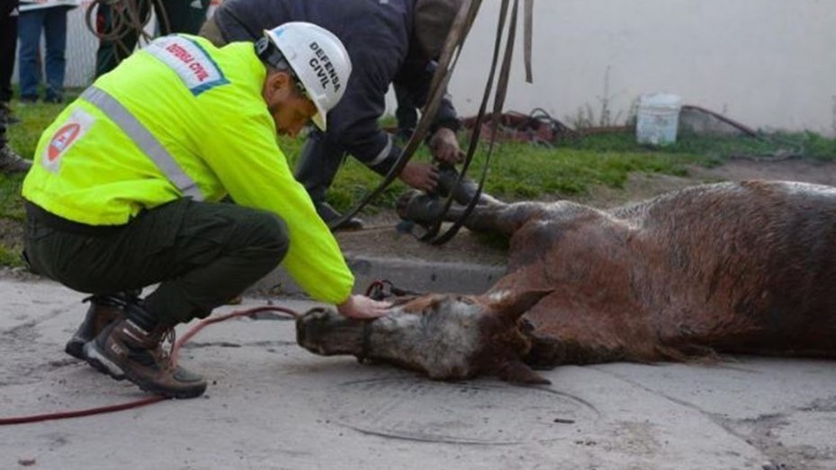 Mar del Plata: Rescatan un caballo que estaba atrapado en una cámara subterránea | Nacionales