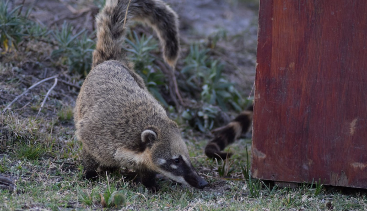 En lo que va del año, la provincia rehabilitó y liberó más de 150 animales silvestres | Información General