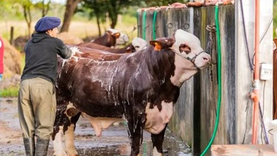 Un toro mató a su dueño en Corrientes | Nacionales