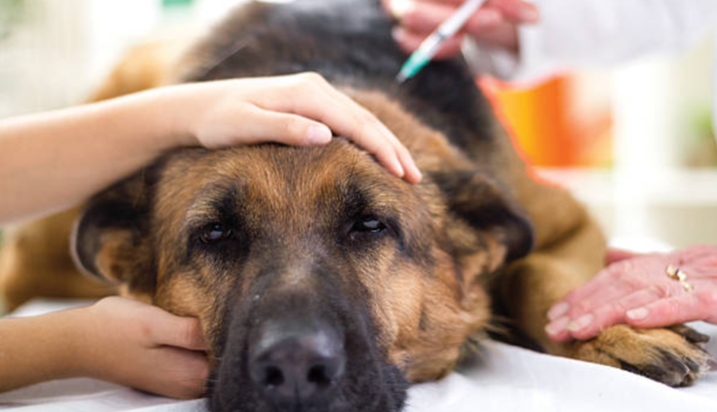 La Municipalidad realiza campañas de vacunación antirrábica gratuitas | Información General