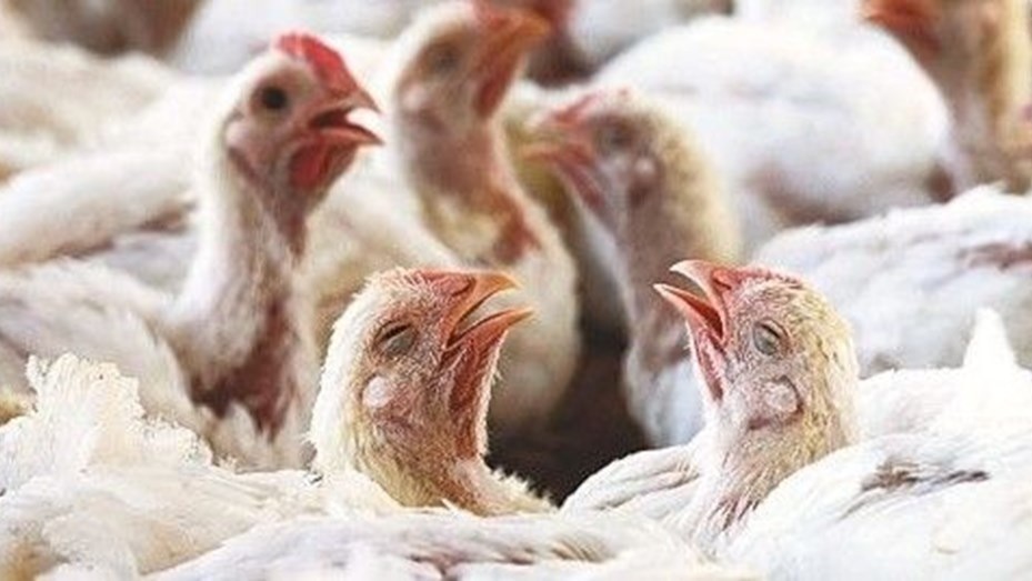 Murieron o fueron sacrificadas 12,5 millones de aves en la región por gripe aviar, según la FAO | Información General