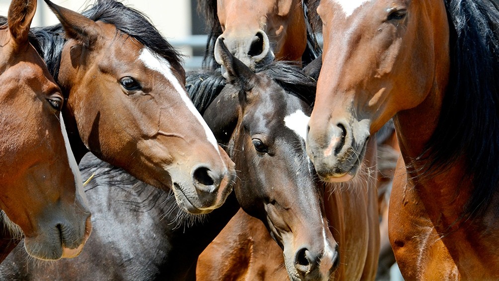 Encefaliomelitis Equina: estiman que en dos semanas habrá 350.000 vacunas disponibles | Información General