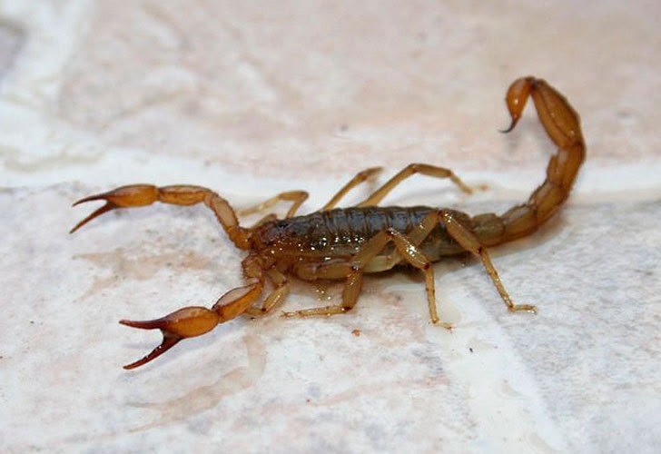 Alacranes: recuerdan medidas de prevención y cómo actuar ante picaduras | Información General