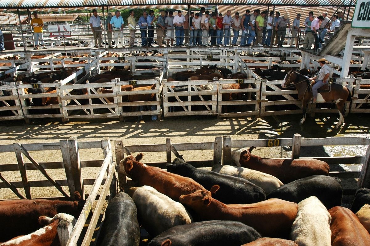 La hacienda subió casi 40% y le mete más presión a los precios de la carne | Nacionales