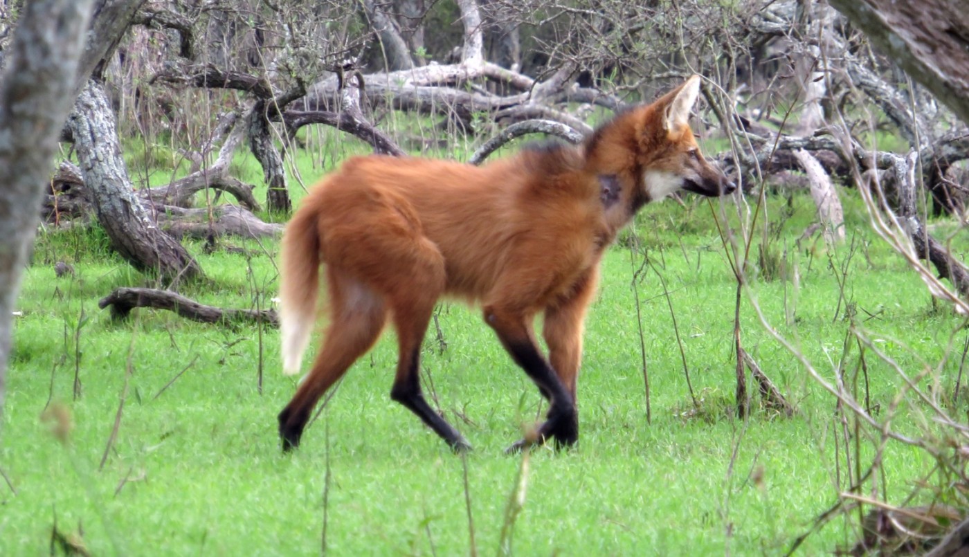 Ante la aparición de animales silvestres recomiendan dar aviso al 911 | Información General