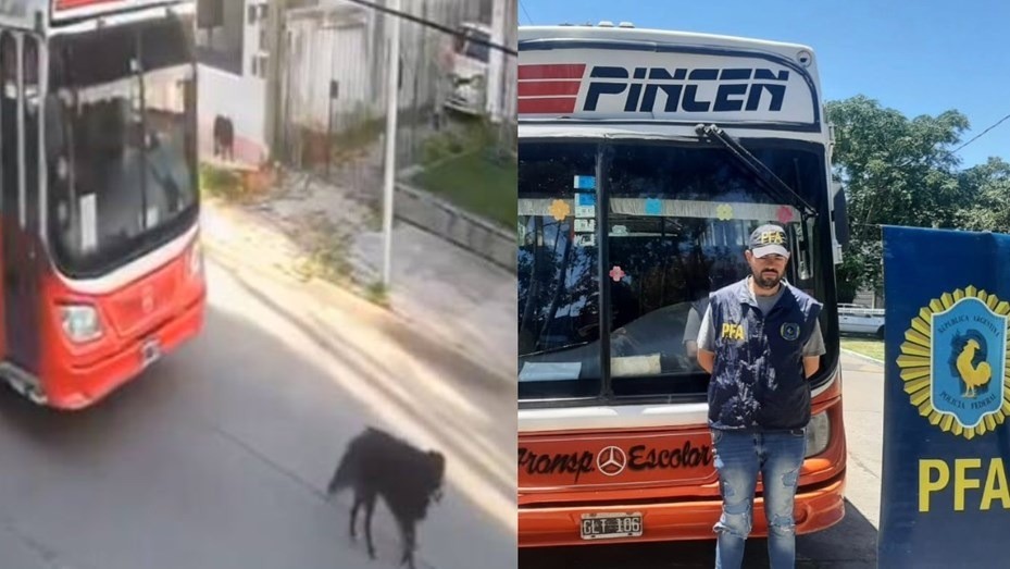 Citan a indagatoria al chofer del micro que atropelló a un perro: lo denunció Milei en redes | Nacionales