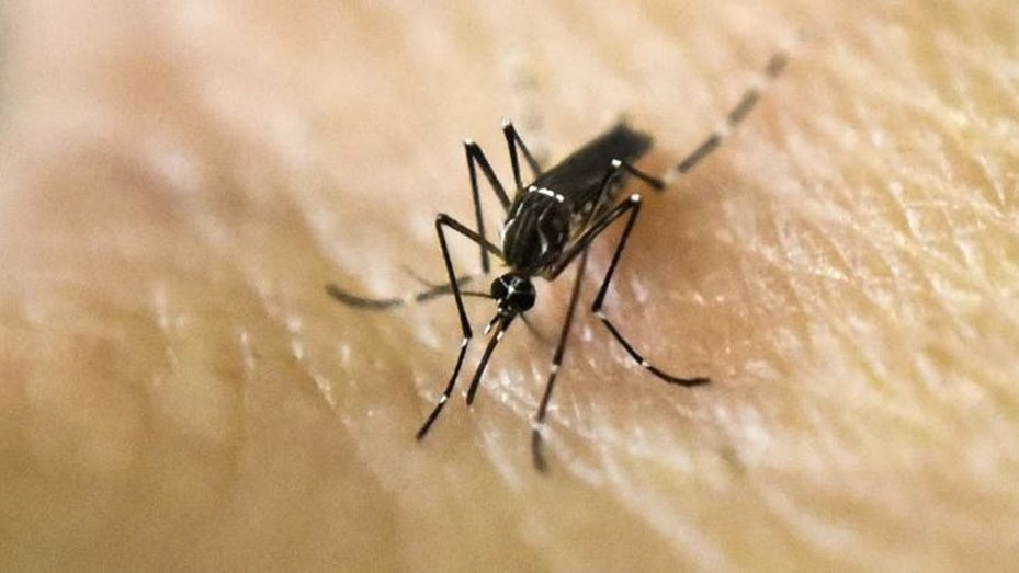 Dengue: 24 municipios bonaerenses están en alerta ante la suba de casos | Nacionales