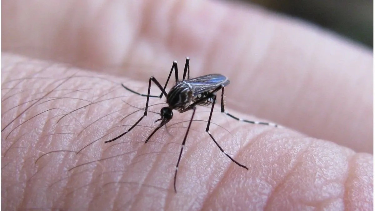 En lo que va de 2024, Santa Fe superó los 30.000 casos confirmados de dengue | Salud