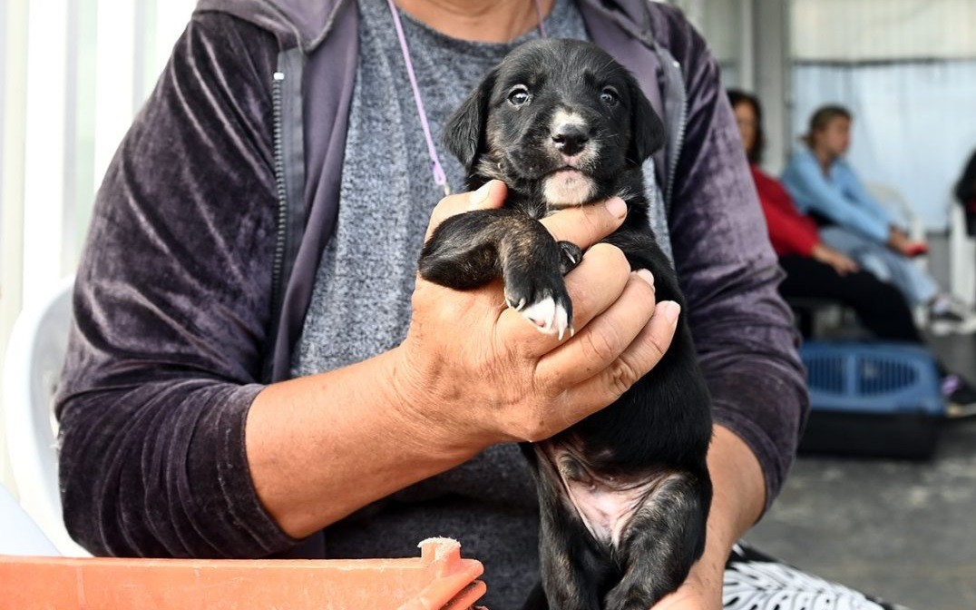 Mes del Animal de Compañía: continúan las atenciones y castraciones en la ciudad | Información General