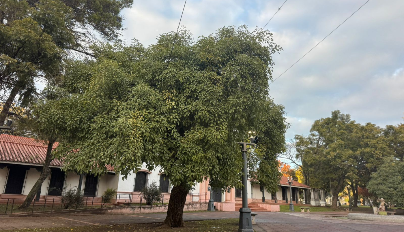Verano en pleno junio: Mirá hasta cuándo tendremos altas temperaturas | Información General