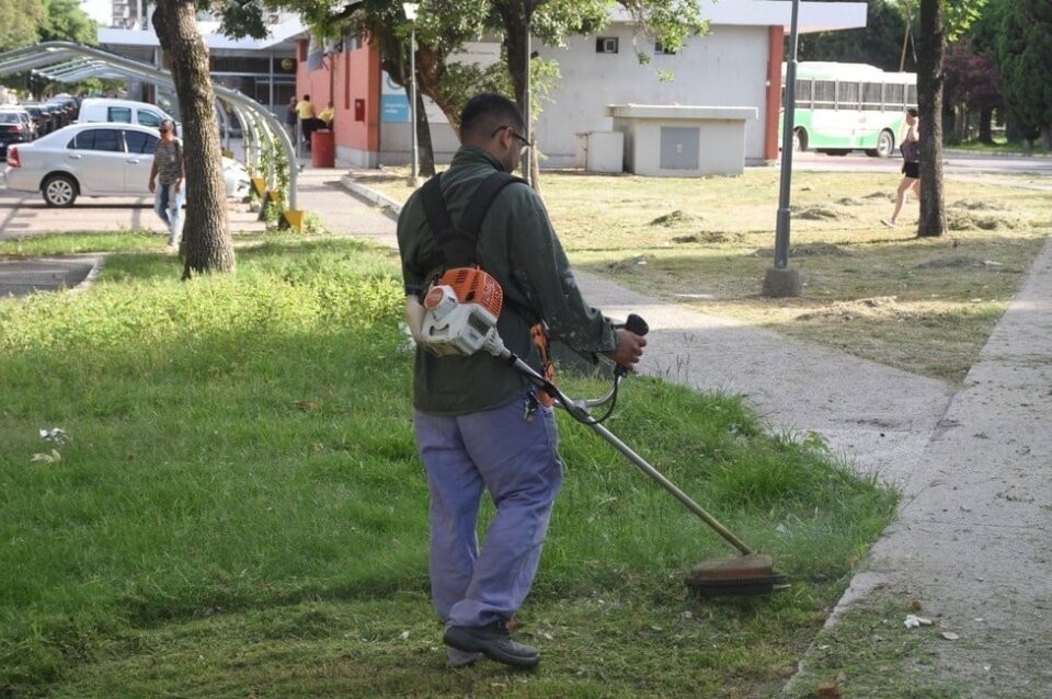 Cronograma de desmalezamiento, poda y mantenimiento de espacios públicos | Información General