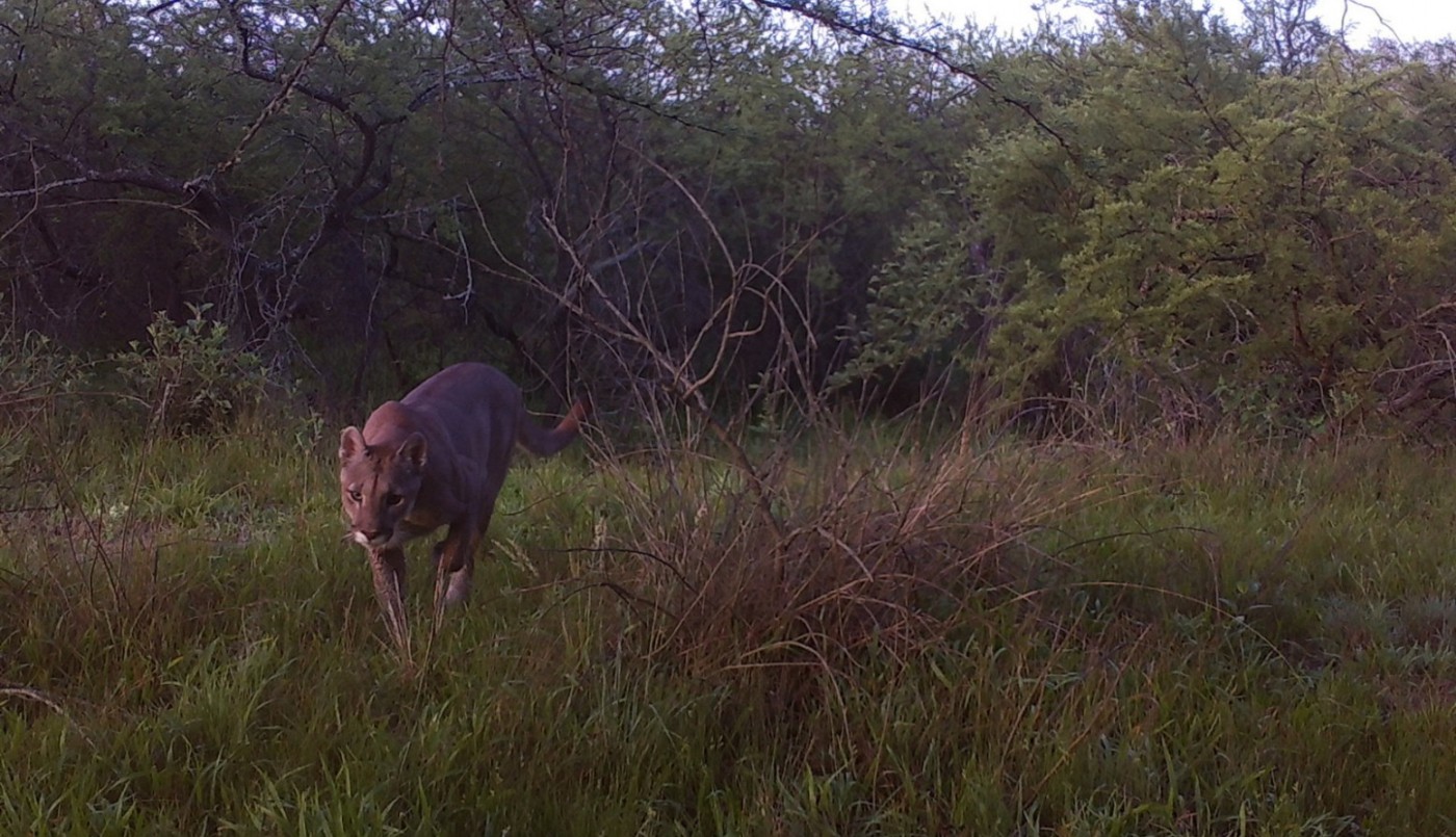 Se logró fotografiar un puma en el Parque Nacional Islas de Santa Fe | Información General
