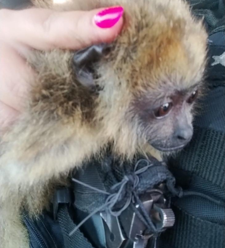 Rescataron a un mono en el norte de la ciudad: hay un detenido | Policiales