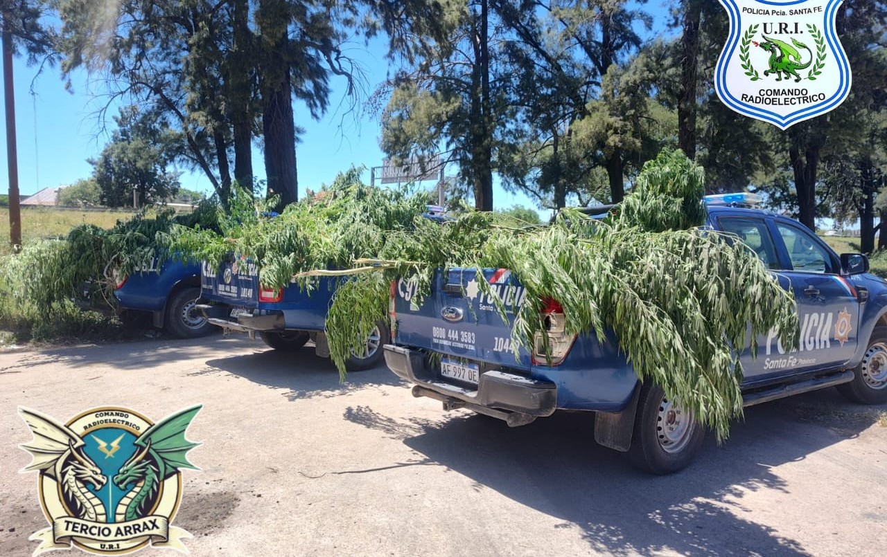 Los delató el olor: 168 plantas de marihuana fueron incautadas en Villa Oculta | Policiales