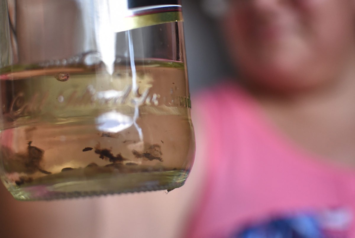 Tras la lluvia caída, ¿cómo se debe descacharrar para evitar el dengue? | Salud