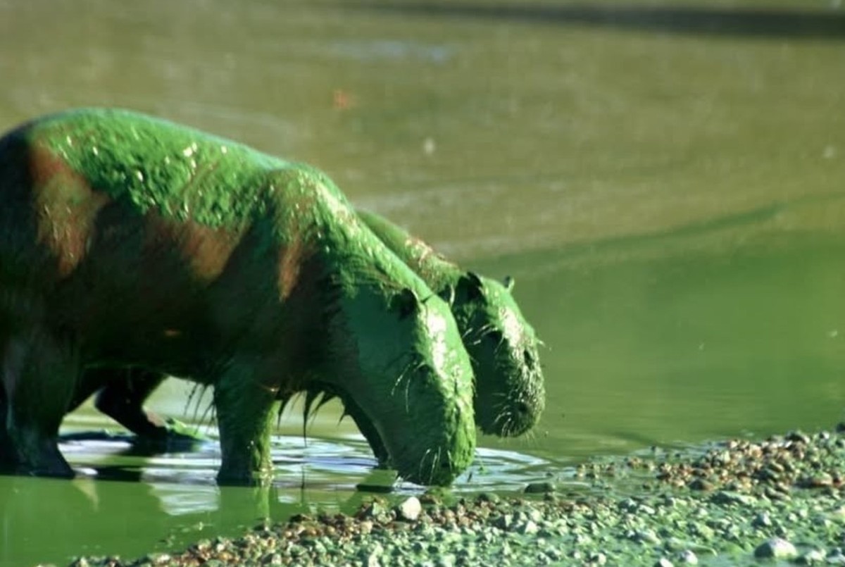 Alarma en Entre Ríos: por qué los carpinchos están teñidos de verde | Nacionales