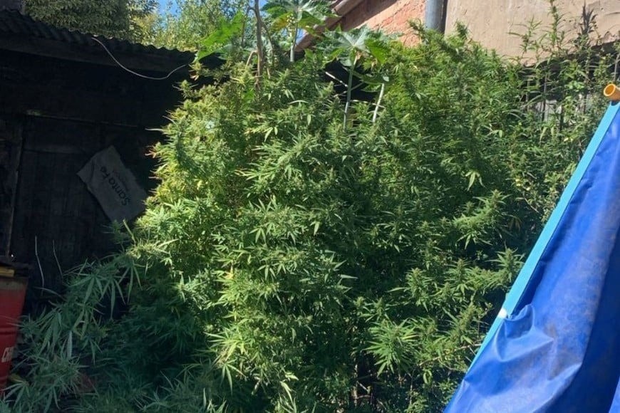 Encontraron plantas de marihuana en una casa de Santa Rosa de Lima | Policiales