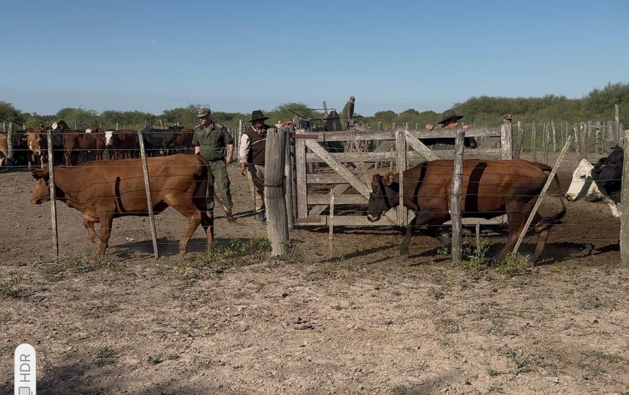 Casi 80 animales fueron recuperados por la Guardia de Seguridad Los Pumas | Policiales