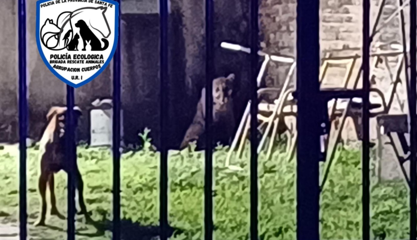 Apareció un puma en una casa de Cabaña Leiva | Policiales