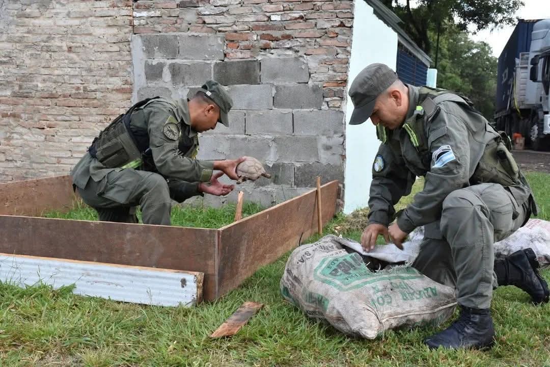 Secuestraron más de 150 tortugas y 100 loros en operativo en la Ruta Nacional N° 34 | Policiales