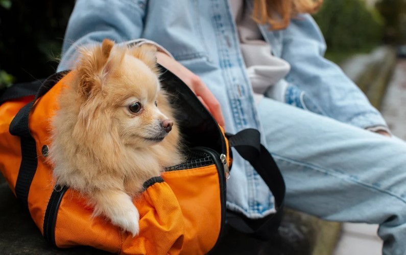 Habilitan el traslado de mascotas en micros y trenes de larga distancia | Nacionales