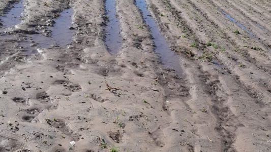 El cinturón hortícola se encuentra en emergencia por las lluvias