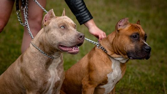 Inició el chipeo de perros potencialmente peligrosos: cómo funciona el Programa Huellas