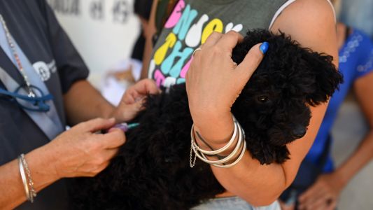Control animal: cómo se llevará adelante la campaña antirrábica en Santa Fe
