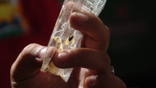 Detectaron mosquitos transmisores del dengue en 26 barrios de Santa Fe
