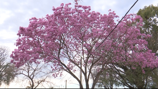 ¿Cómo será esta primavera en materia climática?