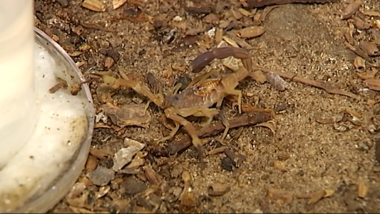 Una nena internada en el Hospital de Niños por picadura de alacrán