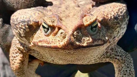 Pánico en un pueblo de Santa Fe por la aparición de un sapo gigante