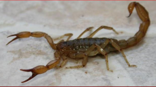 Un nene de 5 años está internado en el Hospital Alassia por la picadura de un alacrán