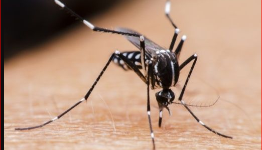 36 casos de dengue confirmados en la provincia y 20 en estudio