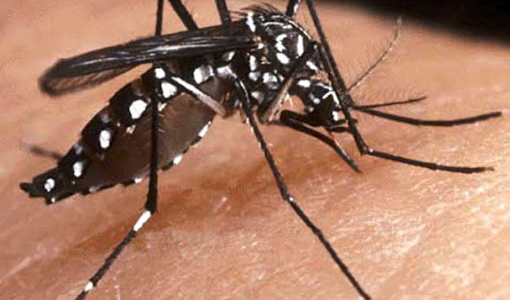 Dengue: Murió un hombre de 32 años del distrito Alto Verde